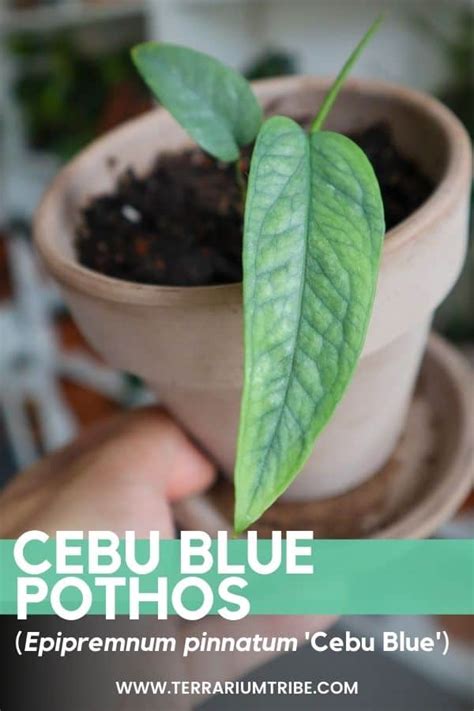 pinayum|Cebu Blue Pothos (Epipremnum pinnatum) Care & Growth Guide.